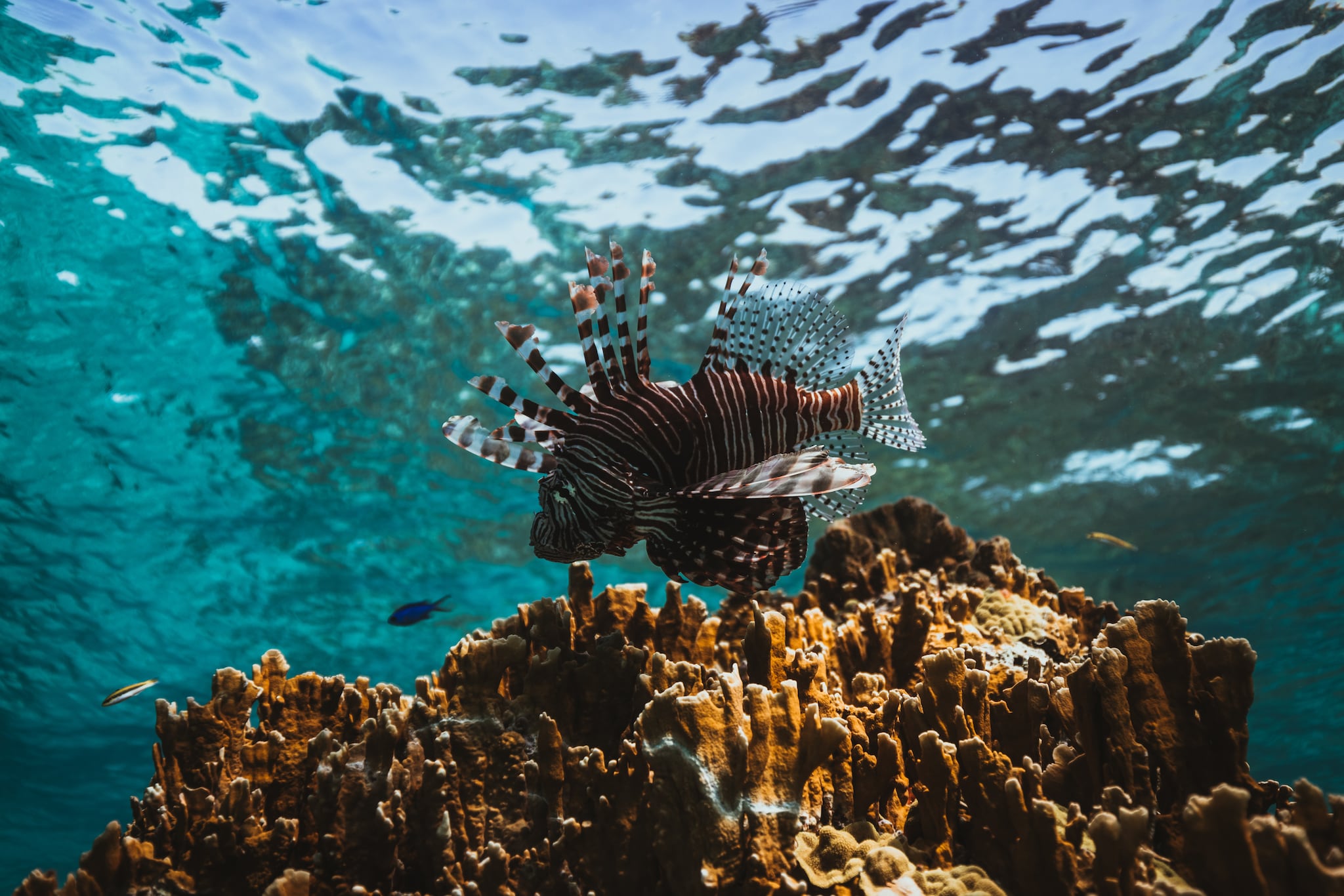 lion fish and coral