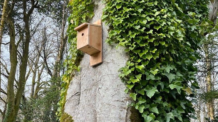 Bat box in tree