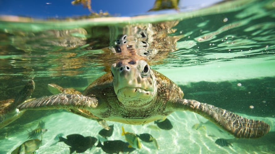 turtle underwater