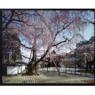 醍醐寺 世界文化遺産 総本山醍醐寺の桜の植樹