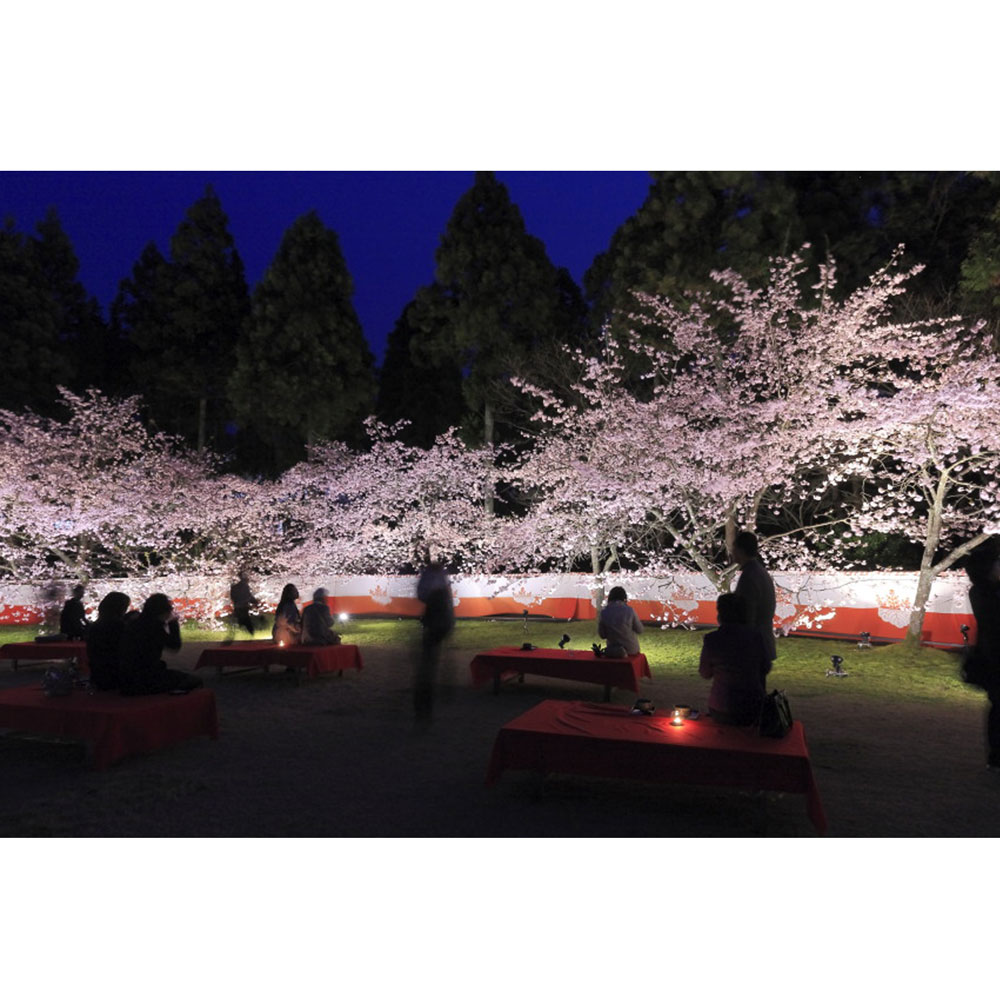 クローン技術で生まれた「醍醐の桜」の苗木を醍醐寺に植樹。