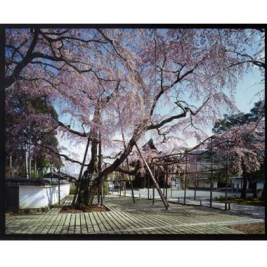 クローン技術で生まれた「醍醐の桜」の苗木を醍醐寺に植樹。