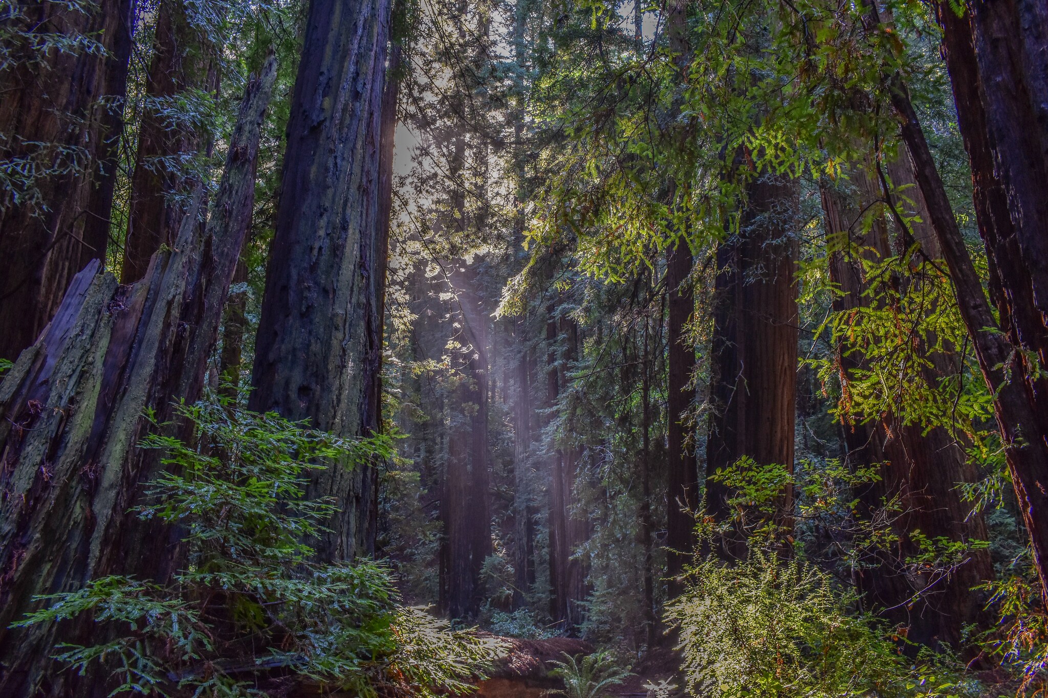 View through dense forest, with sunlight filtering in a beam through the canopy to illuminate a narrow path.